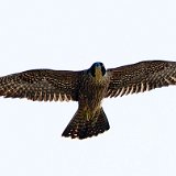 11SB5963 Peregrine Falcon